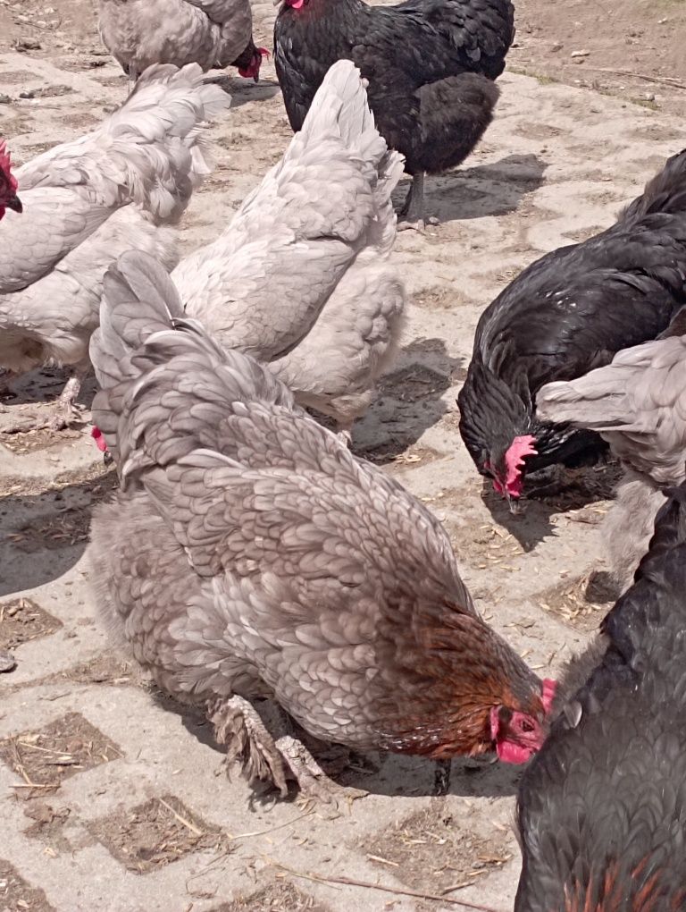 Jaja lęgowe araukana ogoniasta i marans