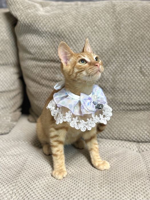 Котик рудий в добрі ручки