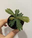 Biophytum sensitivum duża sadzonka