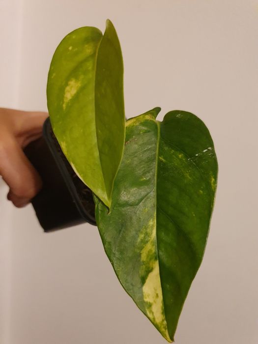 Epipremnum cintho goldfinger