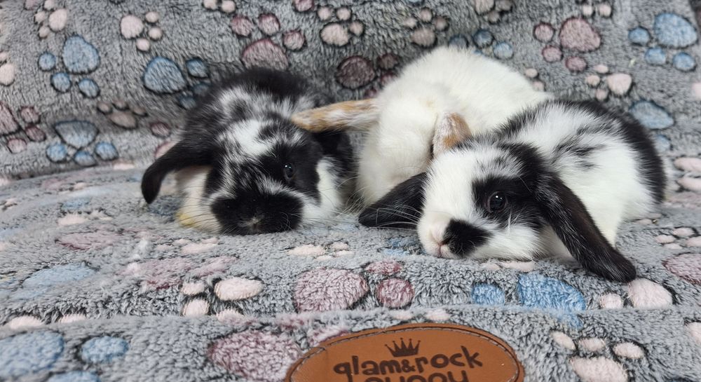 Króliczek Baranek Mini Lop samczyk.