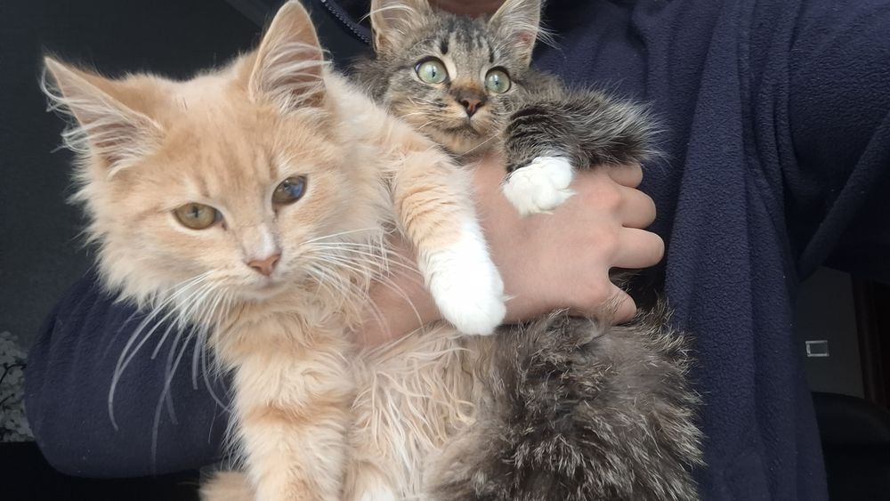 Віддам у добрі руки кошенят (4 місяці) – хлопчик і дівчинка