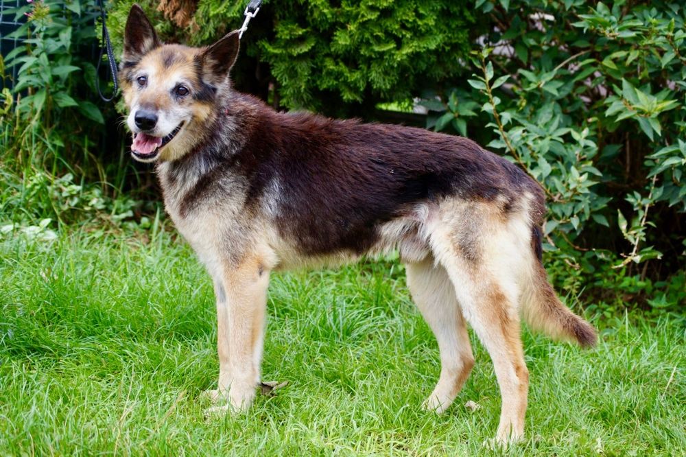 Bruno- łagodny i poczciwy staruszek do adopcji