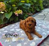 Cockapoo F1B Red Piesek Laki