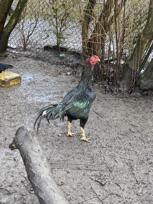 Кури бійцівських порід