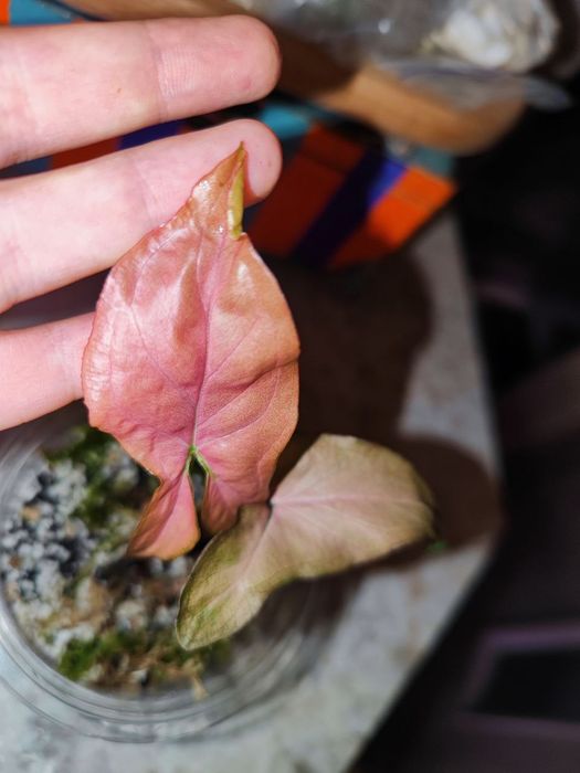 Сингоніум пінк перфекшн, pink perfection