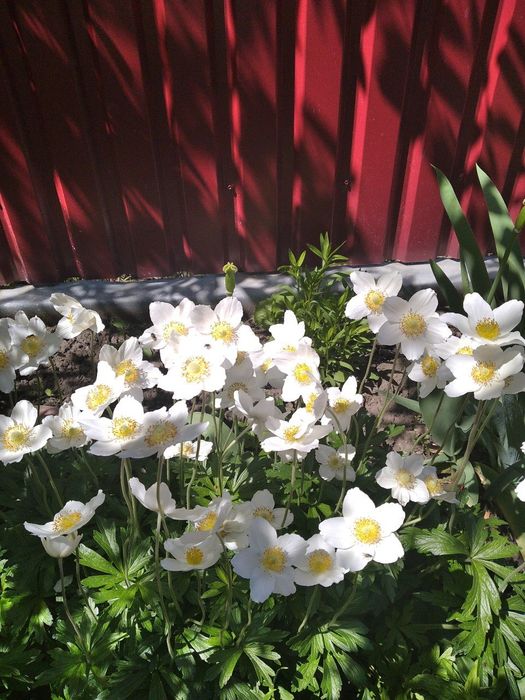 Анемона     біла