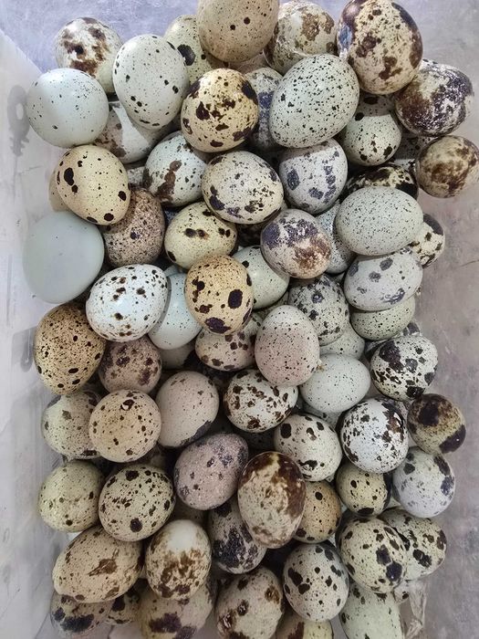 Ovos de codornizes gigante várias cores
