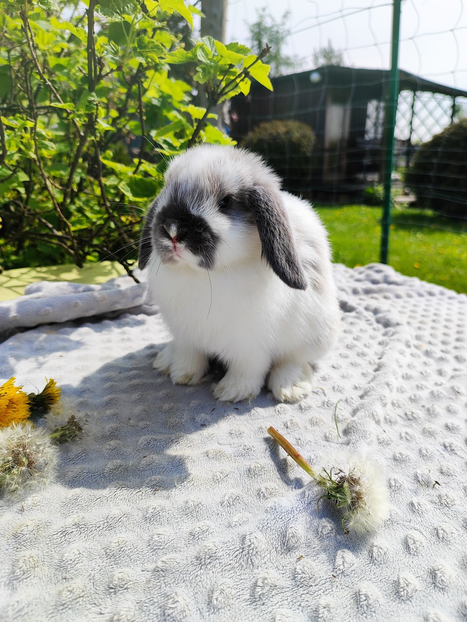 Mini lop metryka rasowy legalna hodowla królik miniaturka baranek