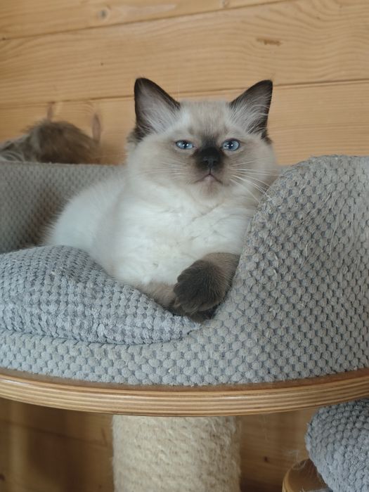 Kocurek Rasy Ragdoll
