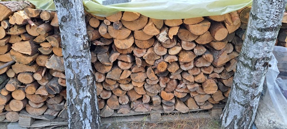 Drzewo sosna (rąbane)