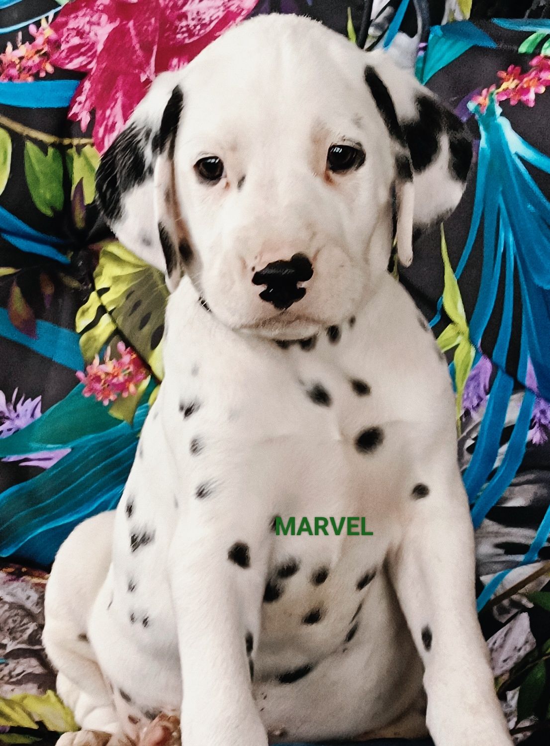 Dalmatyńczyk uroczy piesek MARVEL