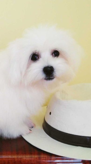 Хлопчик baby face, міні