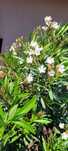 Sprzedam oleander