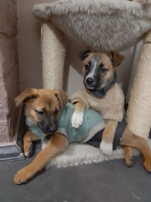 Цуценята (дві дівчинки) шукають дім. Безкоштовно.