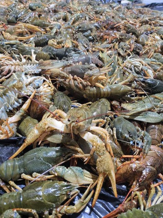 Живі РАКИ смак дитинства!