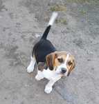 Beagle Tricolor Piesek