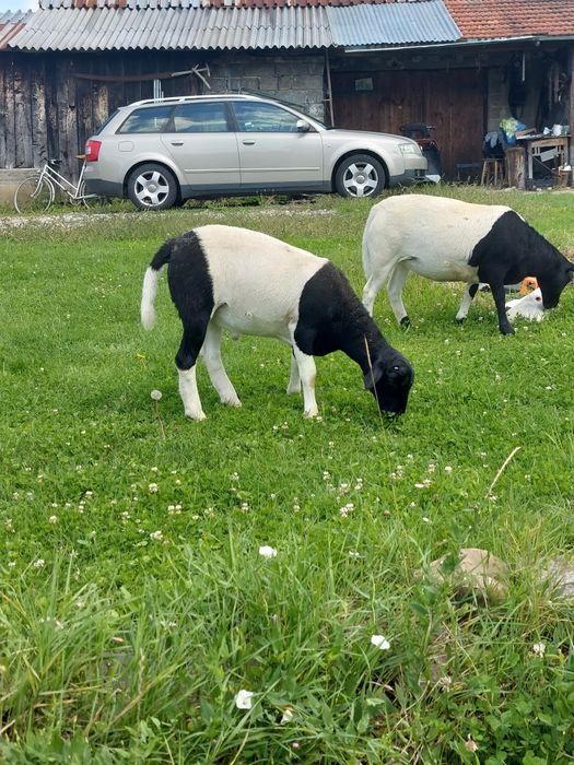 Baran dorper tryczek
