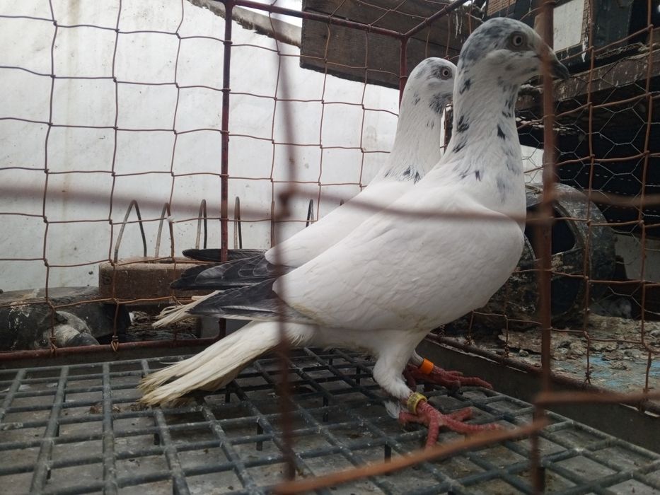 Łódzki Pstry Łódzkie pstre ptaki gołębie ozdobne