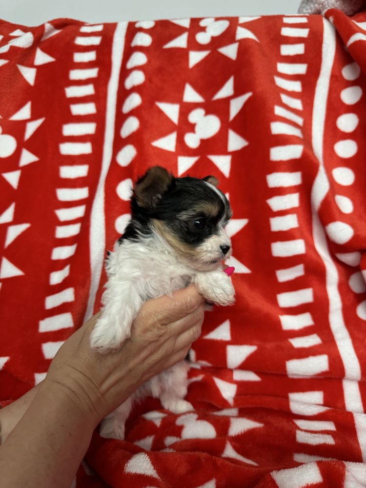 York Biewer Terrier samiec