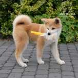 Akita inu akita japońska suczka zkwp po championie gotowa do odbioru