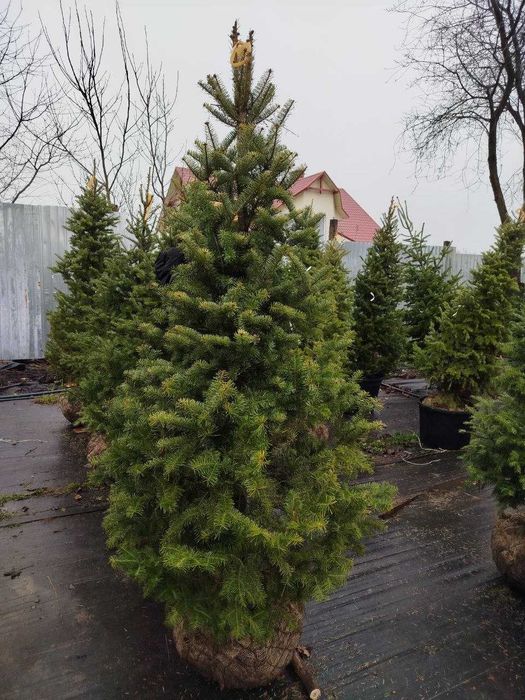 Новорічна Ялиця бальзамічна, 190 см. Ялинки в горщиках