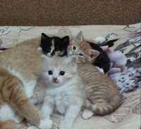 Котята. Рыжий мальчик и трехцветная девочка в любящую семью