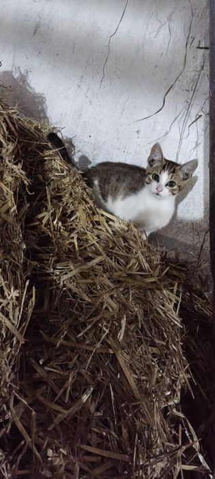 Oddam w dobre ręce małe kotki