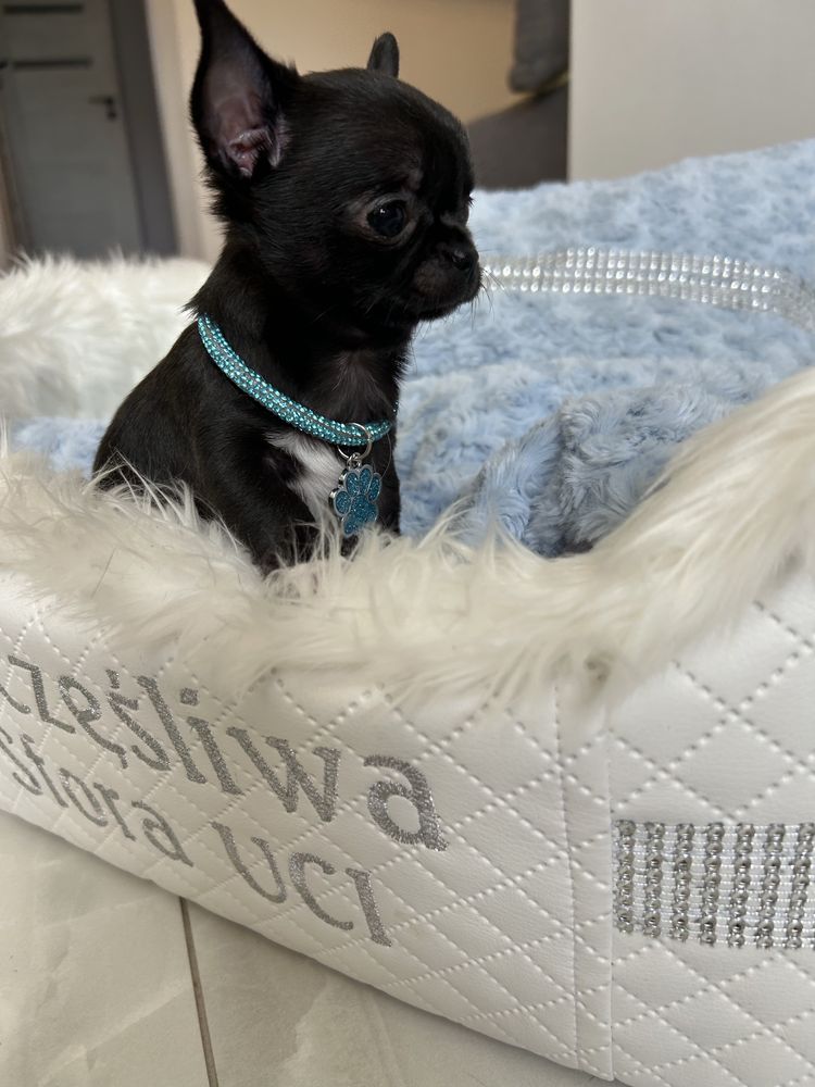 Chihuahua maleńka sunia. MEGA CUDO. JUŻ DO ODBIORU