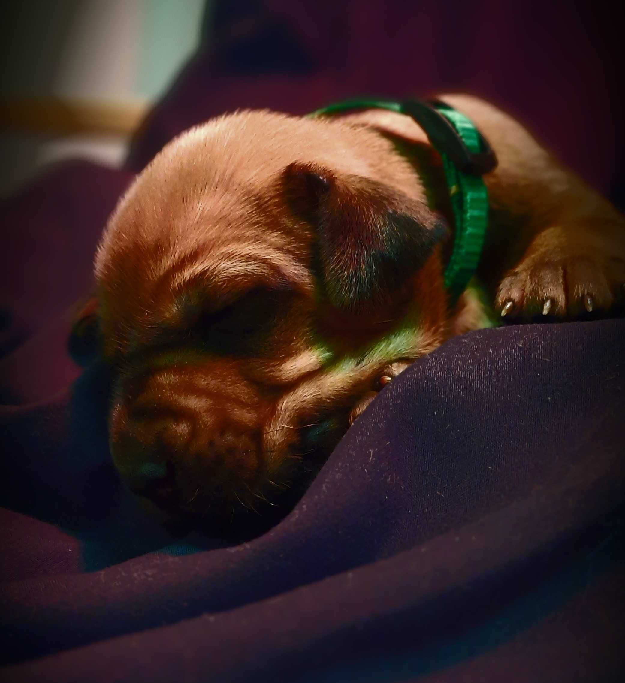 Szczeniak Rhodesian Ridgeback   - Hodowla ZKwP/FCI