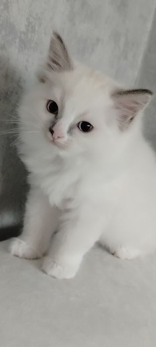 Cudny Kocurek ragdoll