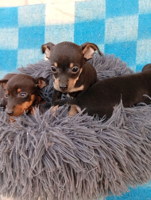 Pinczer Pinczerek Ratlerek