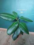 Ficus Sansevieria Cilindrica Haworsja