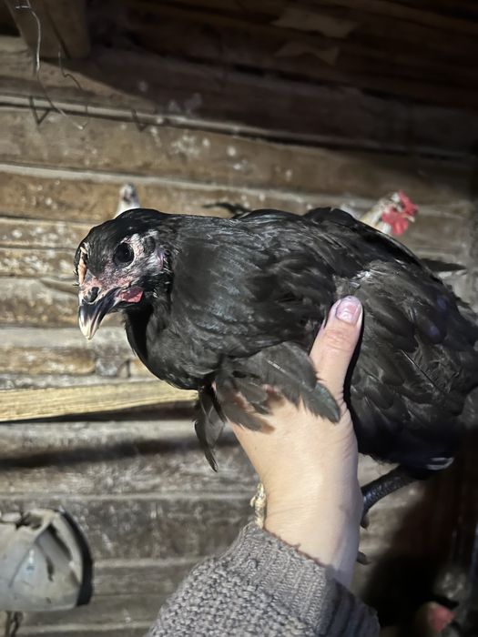 Молоді кури ,півні