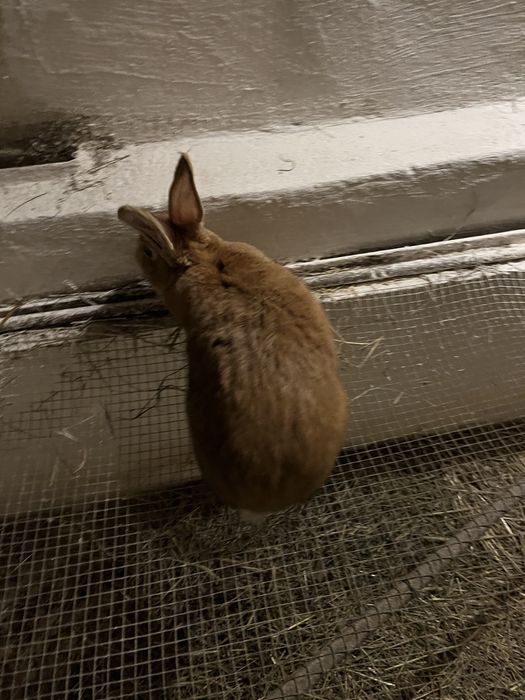 Królik króliki samice