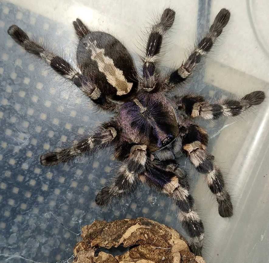 Редкий Паук птицеед Poecilotheria Tigrinawesseli яркие самки L12+