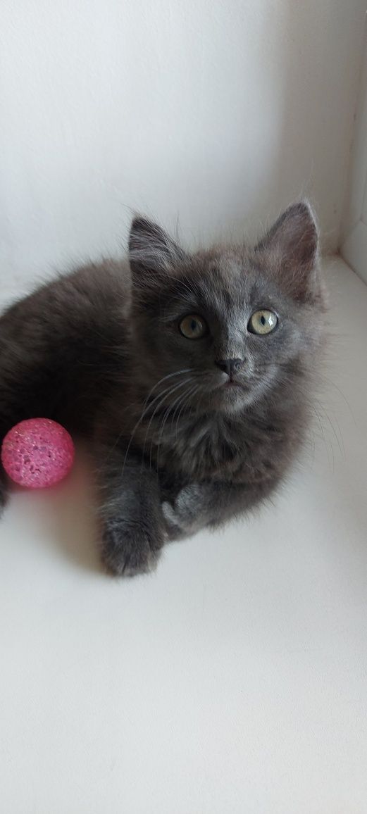 Котенок  ищет дом котята кошенята
