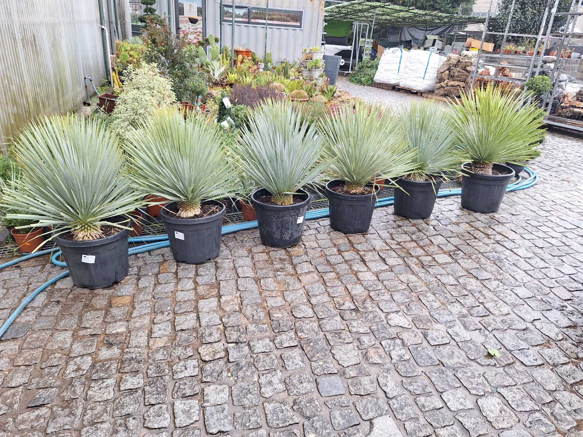 Planta Yucca rostrata