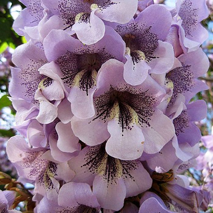 Саджанці павловнії ОПТ–Роздріб / Саженцы павловнии ОПТ–Розница