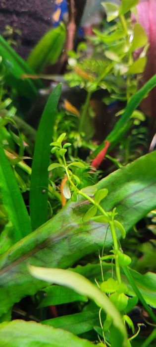 Sprzedam krewetki  czerwone super wybarwione