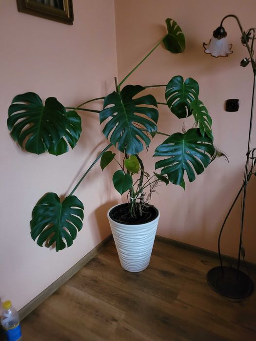 Monstera -roślina domowa