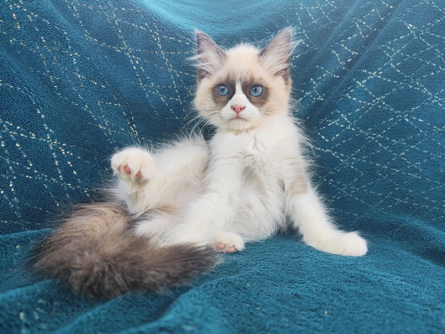 Ragdoll FPL kotka