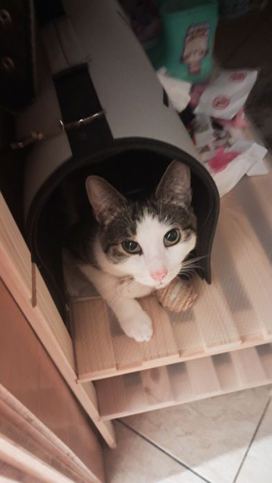 Oddam kota niewychodzącego