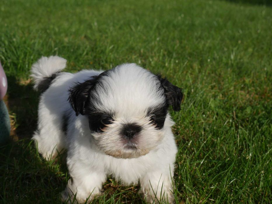 SHIH TZU - mini piesek II