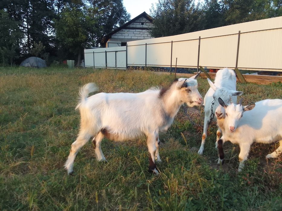 Продам 2 козлика і 2 козочкі