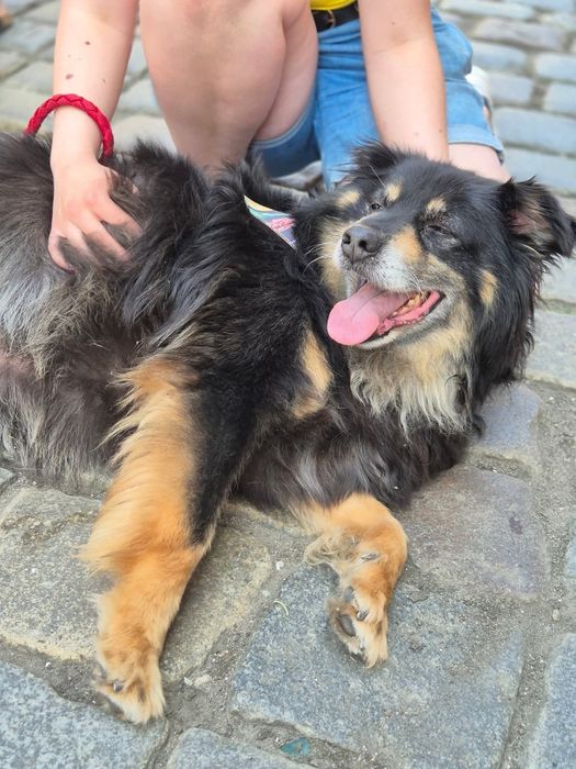 Frodo - psiak z Wojtyszek