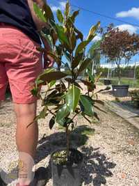 Magnolia Wielkokwiatowa / Grandiflora Little Gem / Wys. 100-160cm