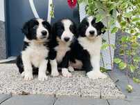 Border collie szczeniak