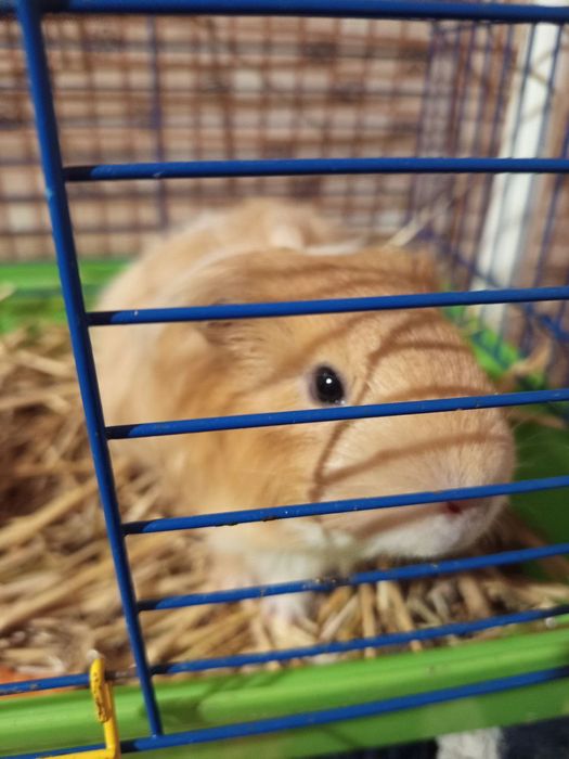 Морська свинка Хлопчик