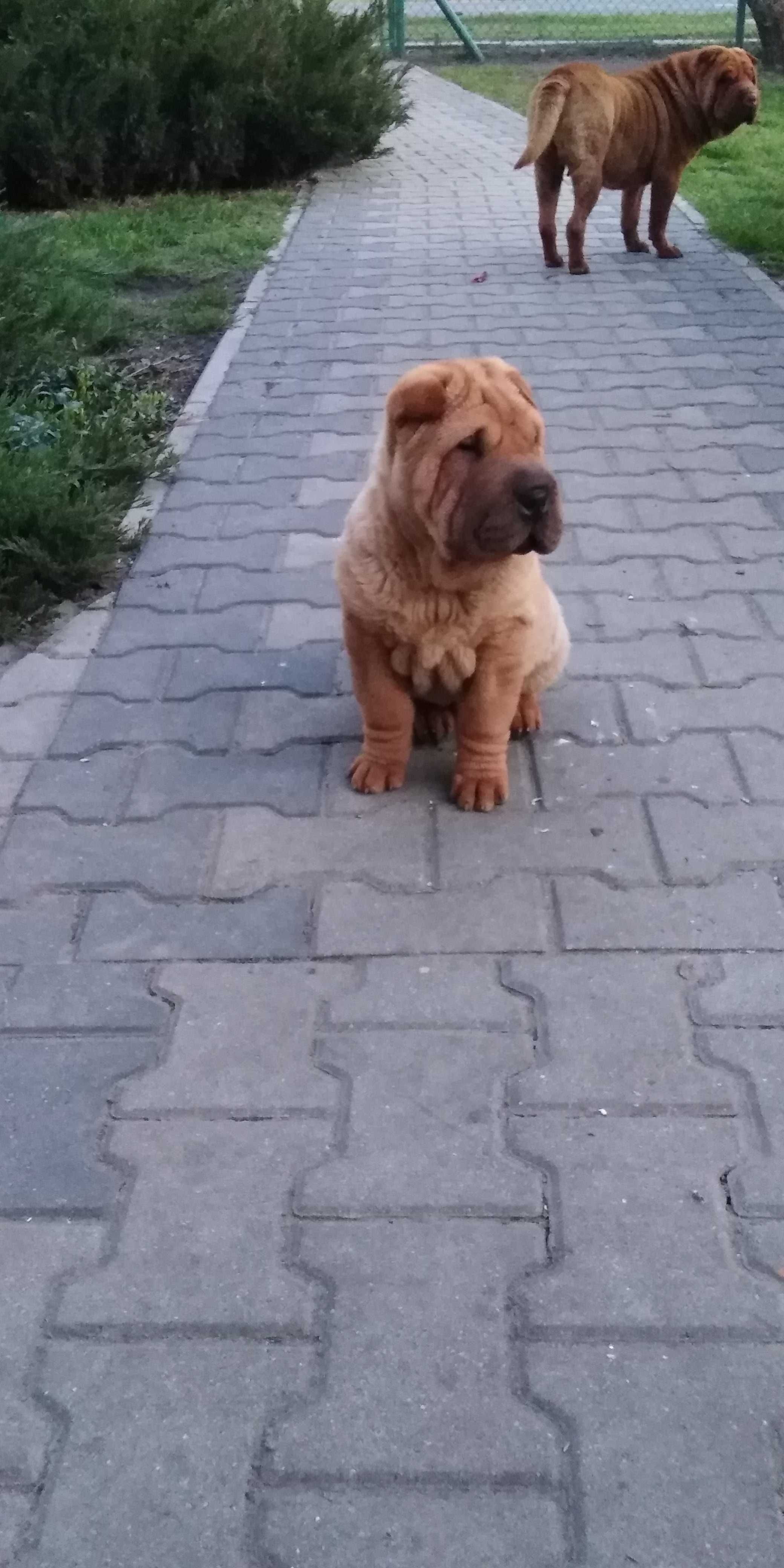 Piesek Diukat - Shar pei szuka nowego domu